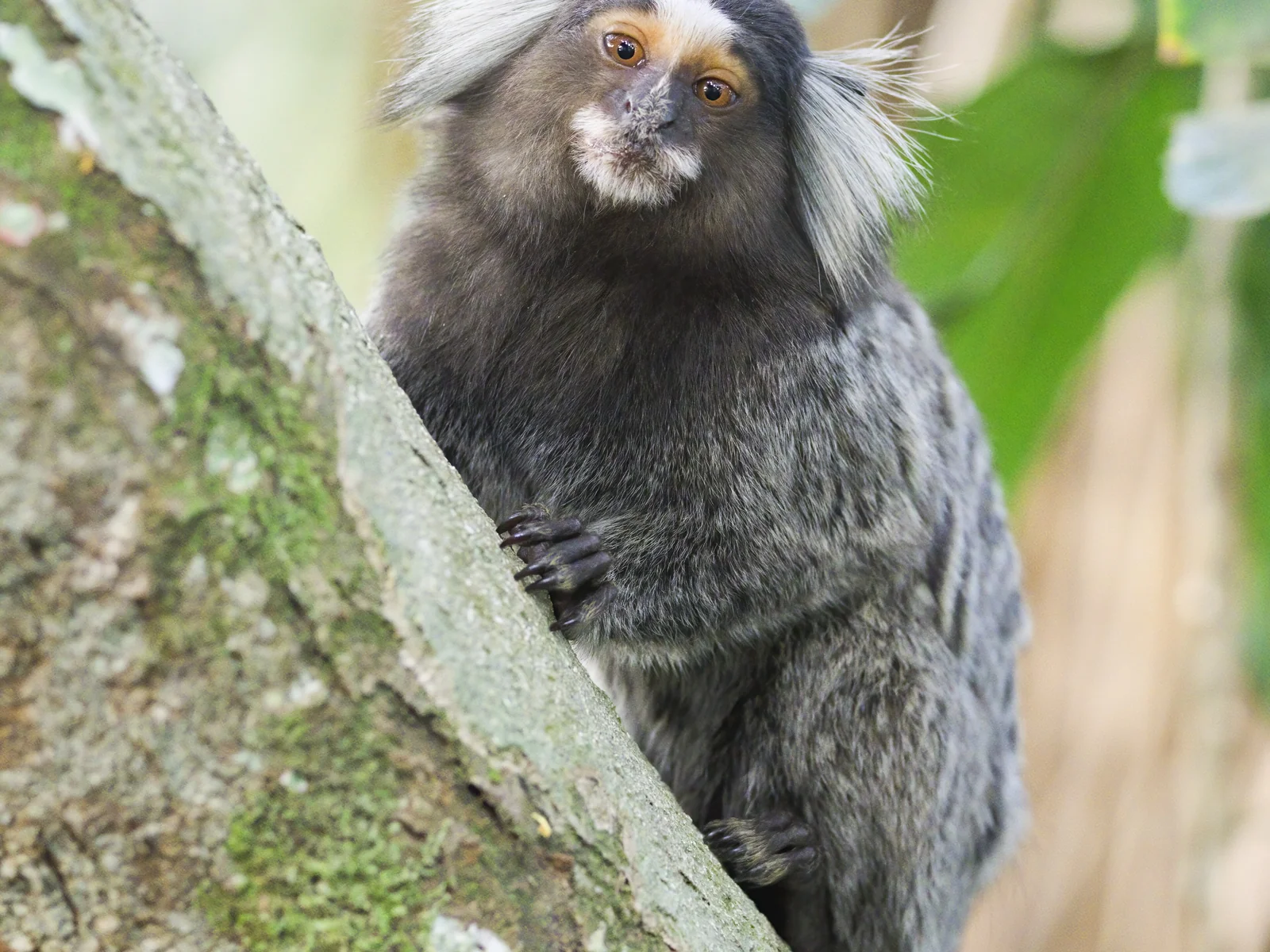 Callithrix jacchus in Parque Bondinho Pão de Açúcar, Rio de Janeiro.jpg